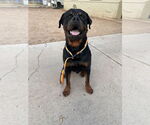 Small Rottweiler