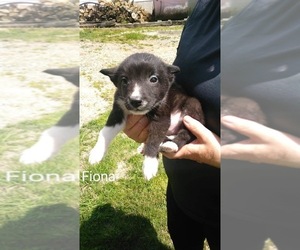 Border Collie Puppy for sale in FREDERICKSBG, OH, USA