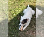 Small #1 Mutt