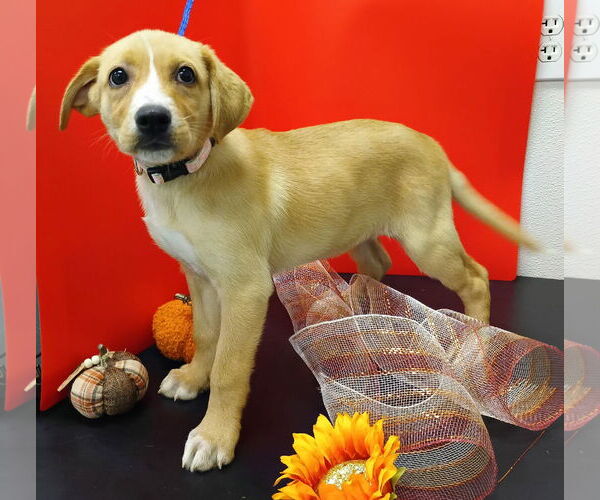 Medium Photo #2 Beagle-Vizsla Mix Puppy For Sale in Attalka, AL, USA