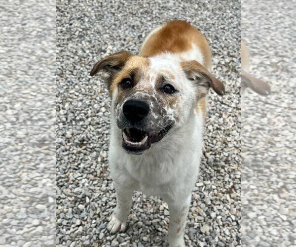 Medium Photo #2 Labrenees Puppy For Sale in Manchester, MO, USA