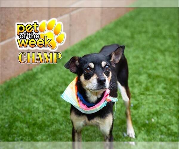 Medium Photo #2 Chihuahua-Unknown Mix Puppy For Sale in Moreno Valley, CA, USA