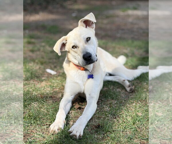 Medium Photo #10 Anatolian Pyrenees Puppy For Sale in Oak Bluffs, MA, USA