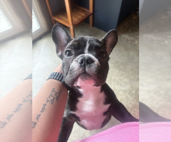 Medium Photo #2 French Bulldog Puppy For Sale in YORKTOWN, IN, USA