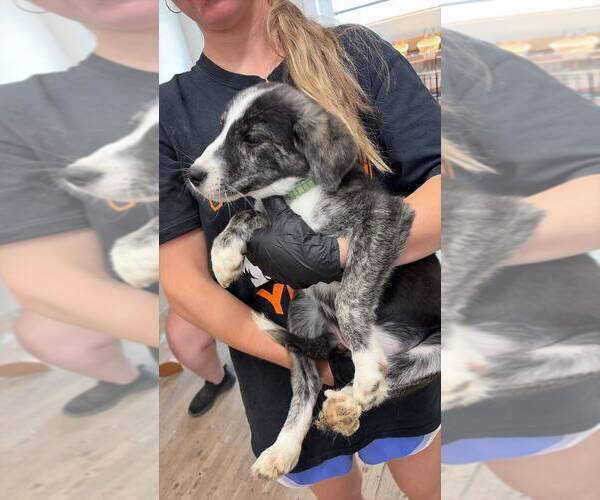Medium Photo #2 Great Pyrenees-Unknown Mix Puppy For Sale in Calgary, Alberta, Canada