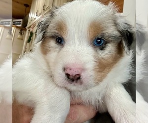 Australian Shepherd Puppy for Sale in GRANGER, Texas USA