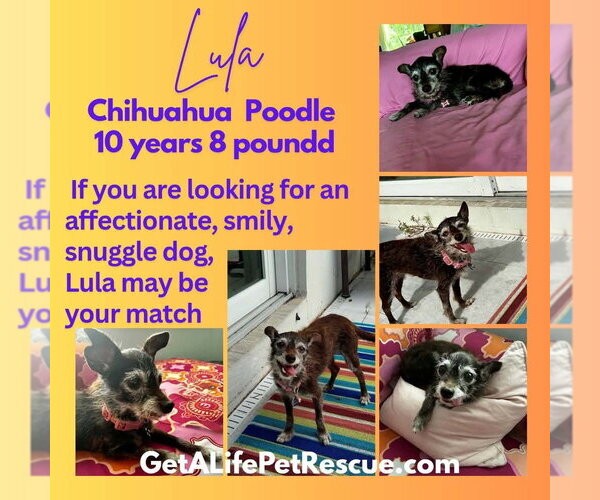 Medium Photo #3 Chihuahua-Unknown Mix Puppy For Sale in Plantation, FL, USA