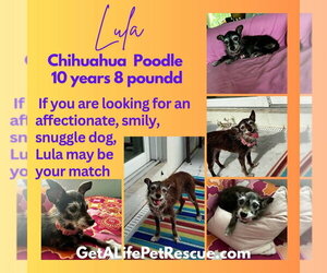 Lula - Female Chihuahua-Unknown Mix Dog for Adoption - Photo #3