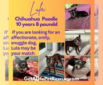 Small Photo #3 Chihuahua-Unknown Mix Puppy For Sale in Plantation, FL, USA
