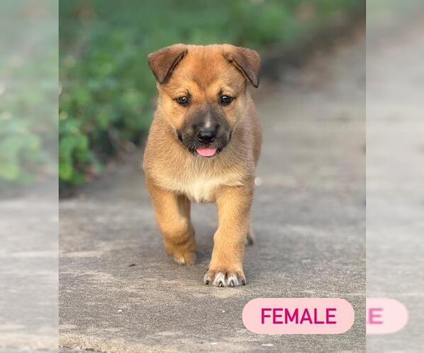 Medium Photo #1 German Shepherd Dog-Unknown Mix Puppy For Sale in San Antonio, TX, USA