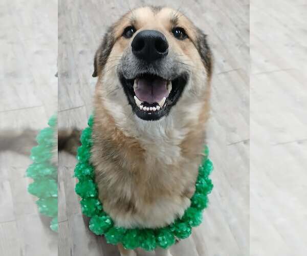 Medium Photo #2 German Shepherd Dog Puppy For Sale in Murfreesboro, NC, USA