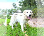 Small #9 Great Pyrenees