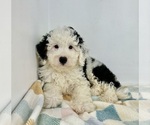 Small #4 Miniature Bernedoodle