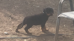 Small Photo #2 Rottweiler Puppy For Sale in OAKLEY, CA, USA