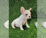 Small Photo #46 French Bulldog Puppy For Sale in JACKSONVILLE, FL, USA