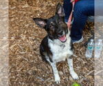 Small Photo #5 Australian Shepherd-Unknown Mix Puppy For Sale in Canton, CT, USA