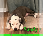 Small #1 American Pit Bull Terrier Mix