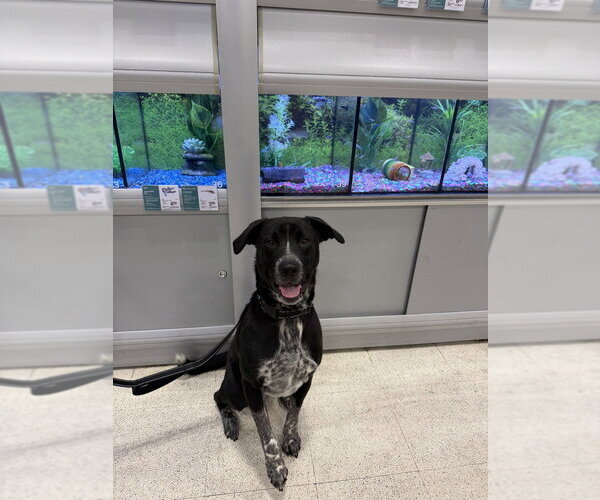 Medium Photo #5 Mutt Puppy For Sale in Evansville, IN, USA