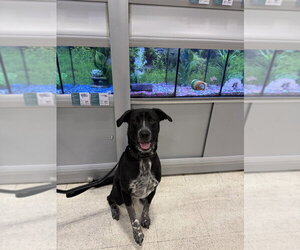 Clack - Male Mutt Dog for Adoption - Photo #5