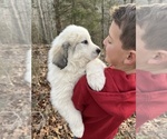 Small Photo #3 Great Pyrenees Puppy For Sale in KIRBYVILLE, MO, USA