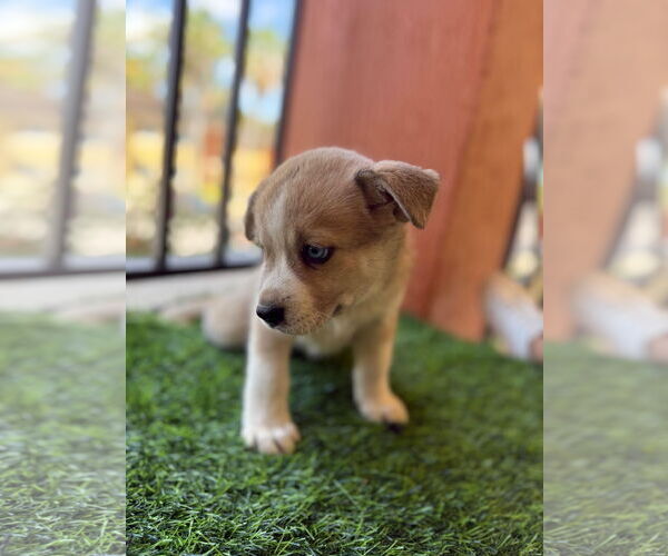 Medium Photo #3 - Mix Puppy For Sale in miami, FL, USA