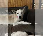 Small #3 Huskies  Mix