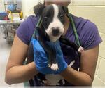 Small Mutt