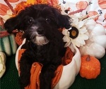 Small Photo #12 Maltipoo Puppy For Sale in INDEPENDENCE, MO, USA