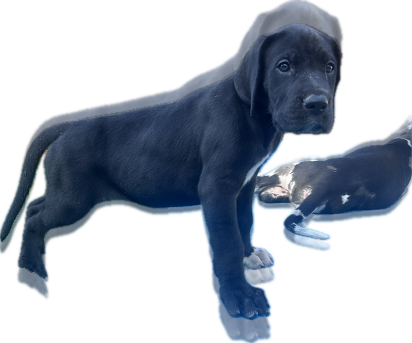 Medium Photo #3 Great Dane Puppy For Sale in WILLIS, TX, USA