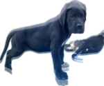 Maxi - Female Great Dane Puppy for Sale - Photo #3