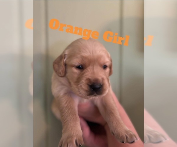 Medium Photo #6 Golden Retriever Puppy For Sale in NASHVILLE, TN, USA