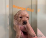 Small #5 Golden Retriever