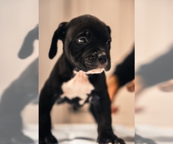Medium Photo #12 American Bully Puppy For Sale in SMYRNA, GA, USA