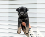 Puppy Brown collar German Shepherd Dog