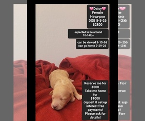 Havapoo Puppy for sale in TUCSON, AZ, USA