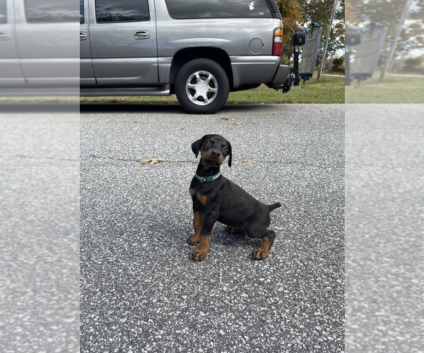 Medium Photo #15 Doberman Pinscher Puppy For Sale in NEWTON, NC, USA