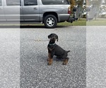Small Photo #15 Doberman Pinscher Puppy For Sale in NEWTON, NC, USA