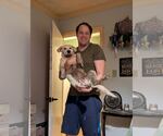 Small #5 German Shepherd Dog-Great Pyrenees Mix