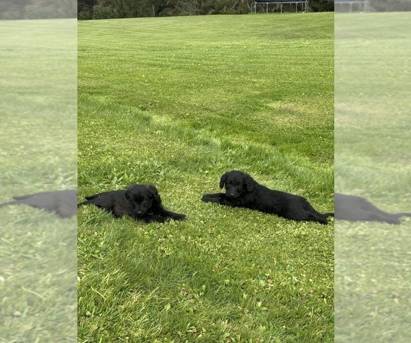 Medium Photo #3 Shepadoodle Puppy For Sale in UTICA, NY, USA
