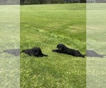 Small Photo #3 Shepadoodle Puppy For Sale in UTICA, NY, USA