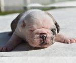 Small #1 Pug