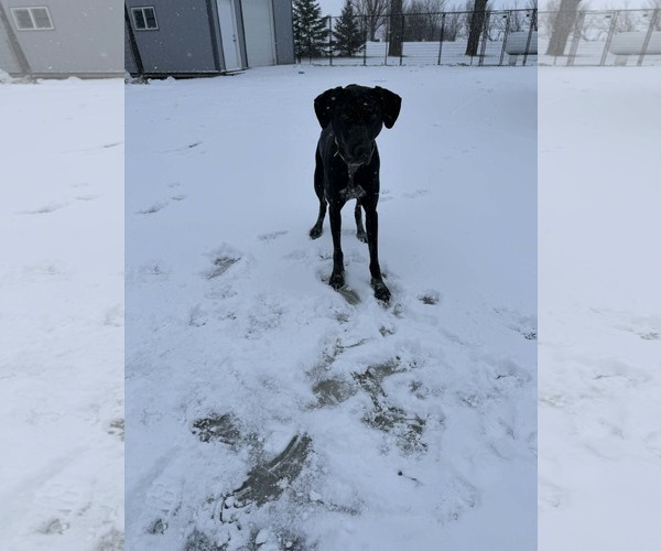 Medium Photo #27 Doberman Pinscher-Great Pyrenees Mix Puppy For Sale in Buffalo, MN, USA