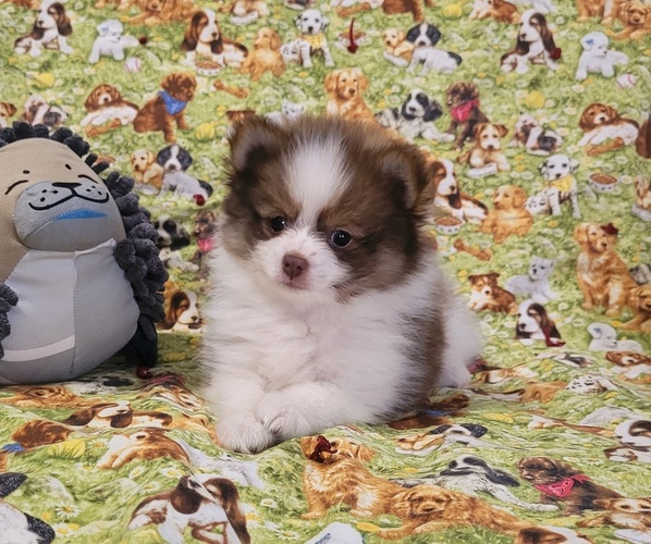 Medium Photo #1 Pomeranian Puppy For Sale in ORRVILLE, OH, USA