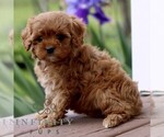 Small #2 Cavapoo (Miniature)