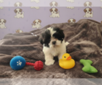 Small #1 Shih Tzu