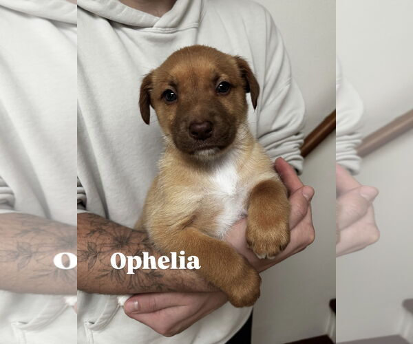 Medium Photo #1 Mutt Puppy For Sale in Bellevue, WA, USA