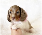 Small #7 Dachshund