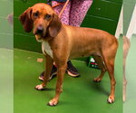 Small #1 Bloodhound Mix
