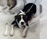 Small American Staffordshire Terrier Mix