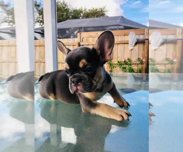 Medium Photo #8 French Bulldog Puppy For Sale in POMPANO BEACH, FL, USA